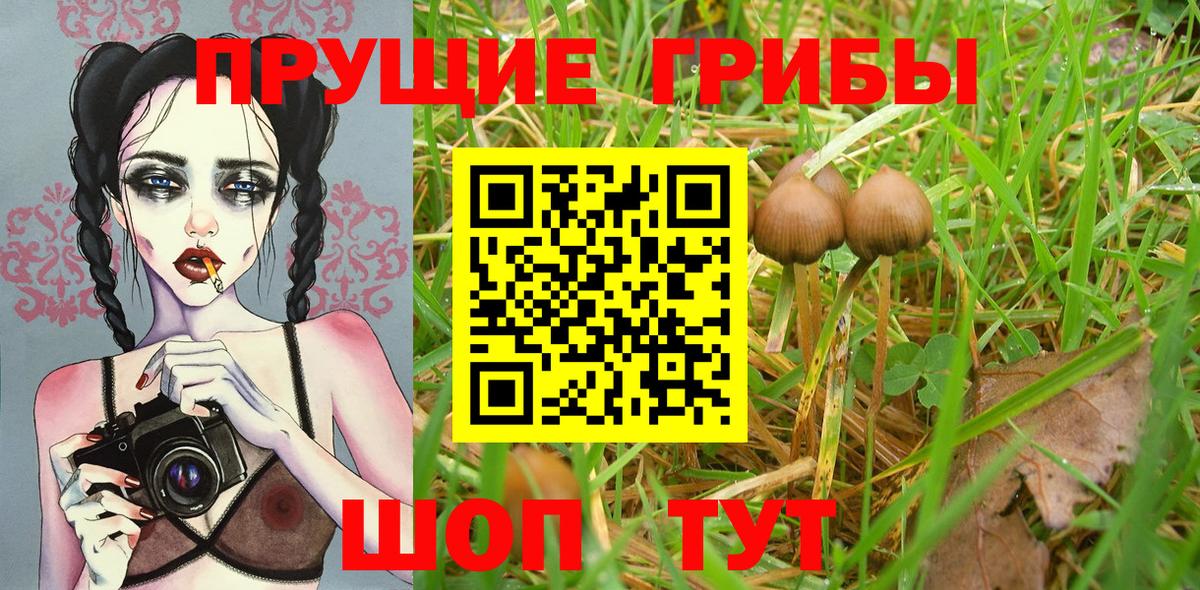Псилоцибиновые грибы GOLDEN TEACHER  Вход с VPN  Псилоцибиновые грибы Psilocybine cubensis  Новочебоксарск 